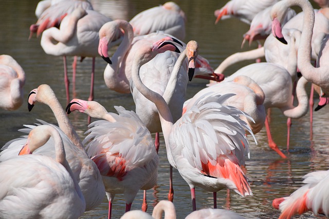 Frankrijk Camargue flamingo