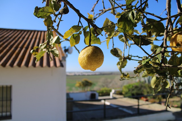 Spanje citroenboom