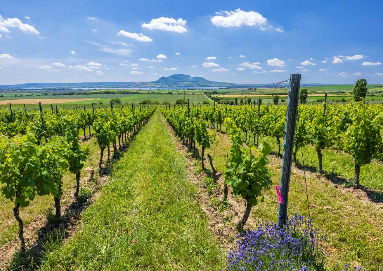 Moravië Palava Tsjechie